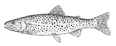 Cutthroat Trout