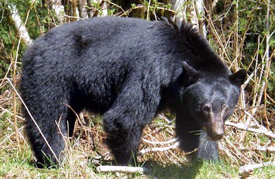 Black Bear