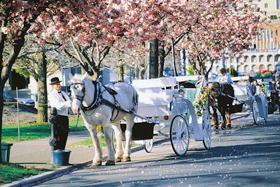 Cherry Blossoms & Carriage. Tourism Victoria Image Bank