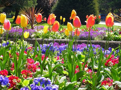 Vibrant Spring in Beacon Hill Park by Mike Clausen. Tourism Victoria