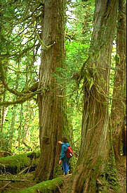 Old Growth Forest