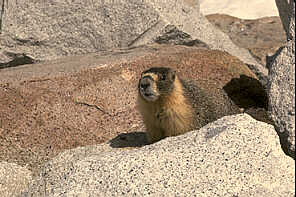 Marmot Mountain