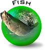 Fish of BC