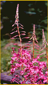 Fireweed