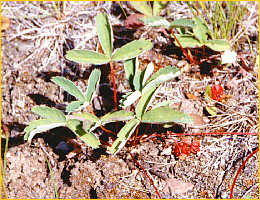 Wood Strawberry